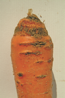 Symptôme de galle avec contamination secondaire sur carotte, par exemple Cylindrocarpon sp